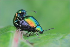 <p>MANDELINKA ŘEDKVIČKOVÁ (Gastrophysa viridula) ---- /Green Dock Beetle - Grüner Sauerampferkäfer/ </p>